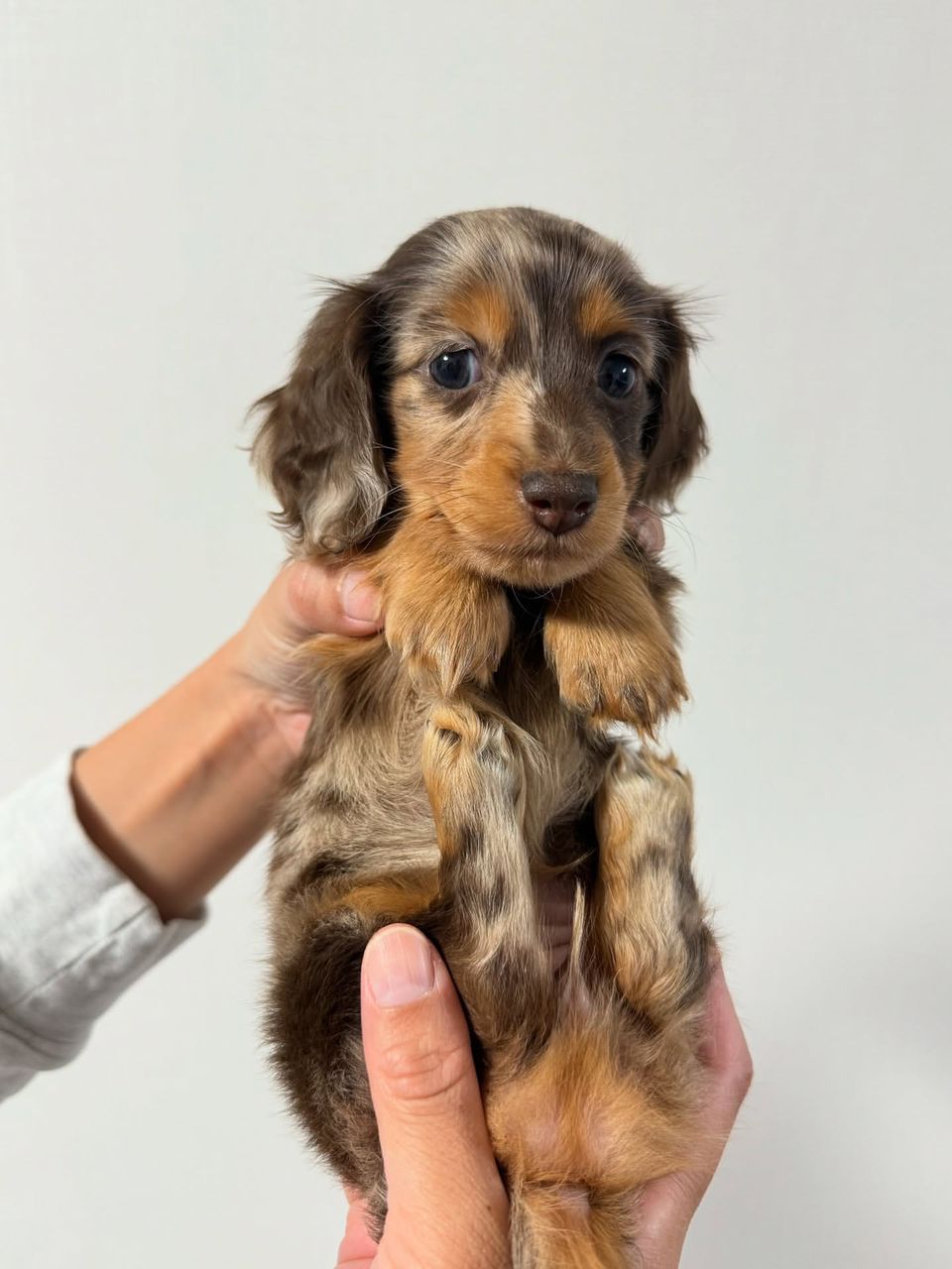 Longhair Dachshund puppy ready for a home